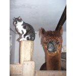 Lustige Bilder